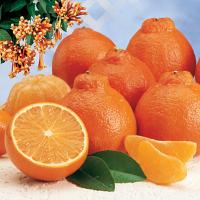 One of my favorite PEEKS: Cushman\'s Fruit Company-the HoneyBell